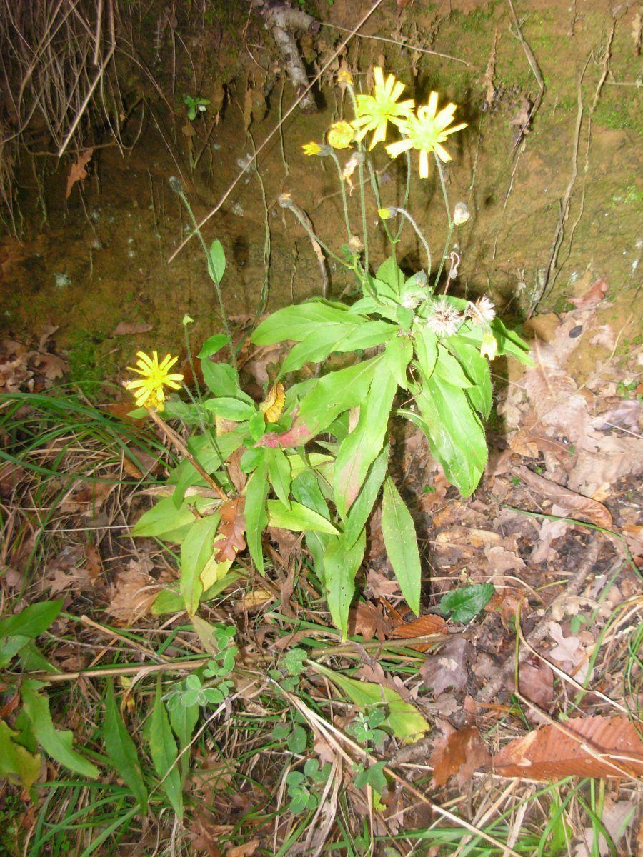 Hieracium neoplatyphyllum Gottschl.